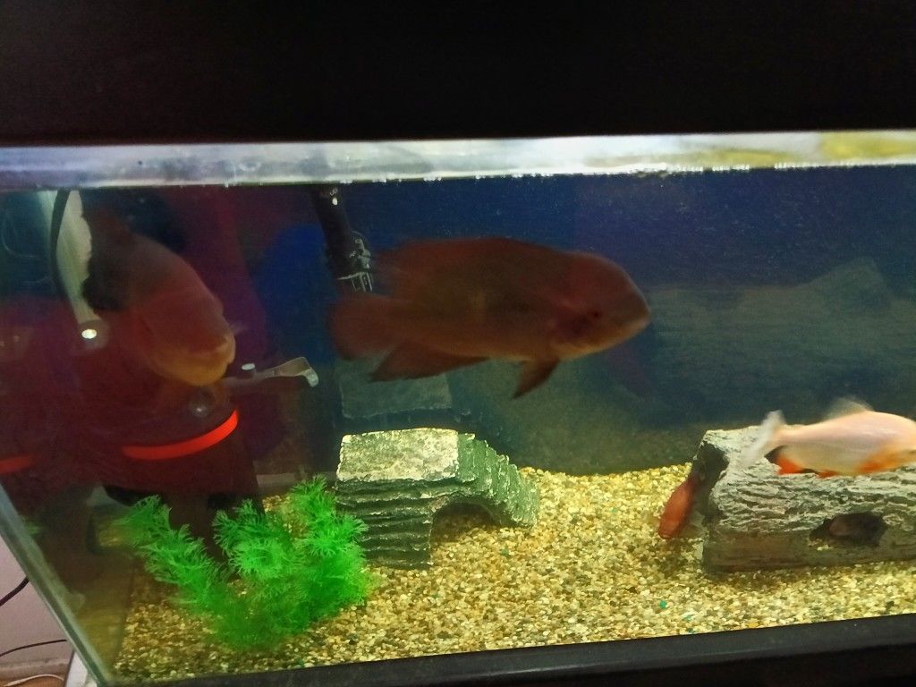 Fish Tank