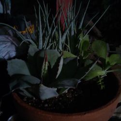 Cacti And Succulent