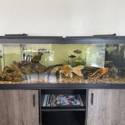 Acrylic 125 Gallon Fish Tank 