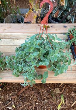 Green wandering few 6” hanging basket, p.u 3/4 blocks from Mcgeorge law school $35 price firm