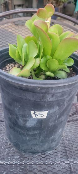 Moving plant sale