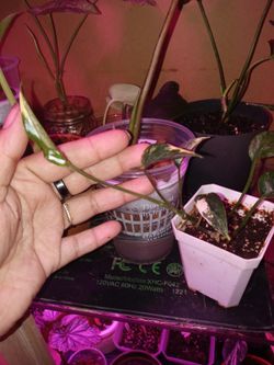 Variegated Epipremnun