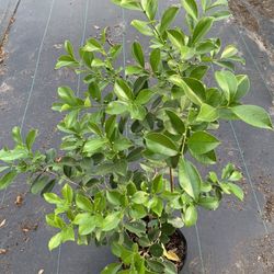 Strawberry Guava Tree With Flower (3 Ft Tall) Ready To Bear Fruit 