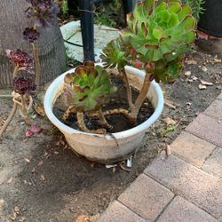 Beautiful Plant 