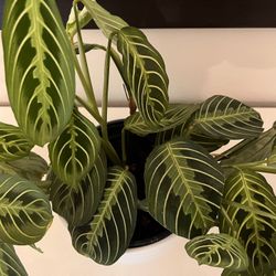 Beautiful Big Maranta Prayer Plant