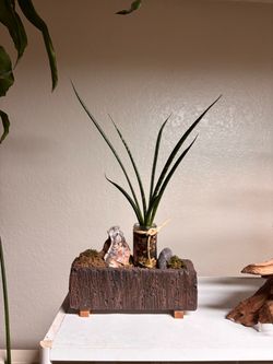 center table plant