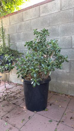 Big jade plant/ arbol de jade