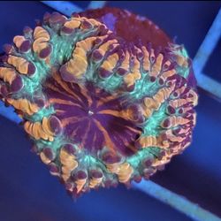 Reef Tank Decor Blasto