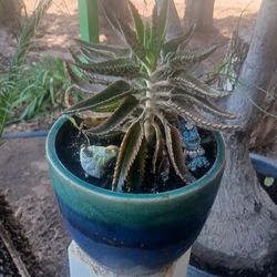 🔥 MOTHER OF THOUSANDS – SELF-MULTIPLYING, FAST-GROWING SHOWSTOPPER! 🔥