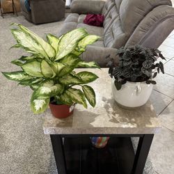 NEW ARRIVALS Healthy Plants Different Varieties 