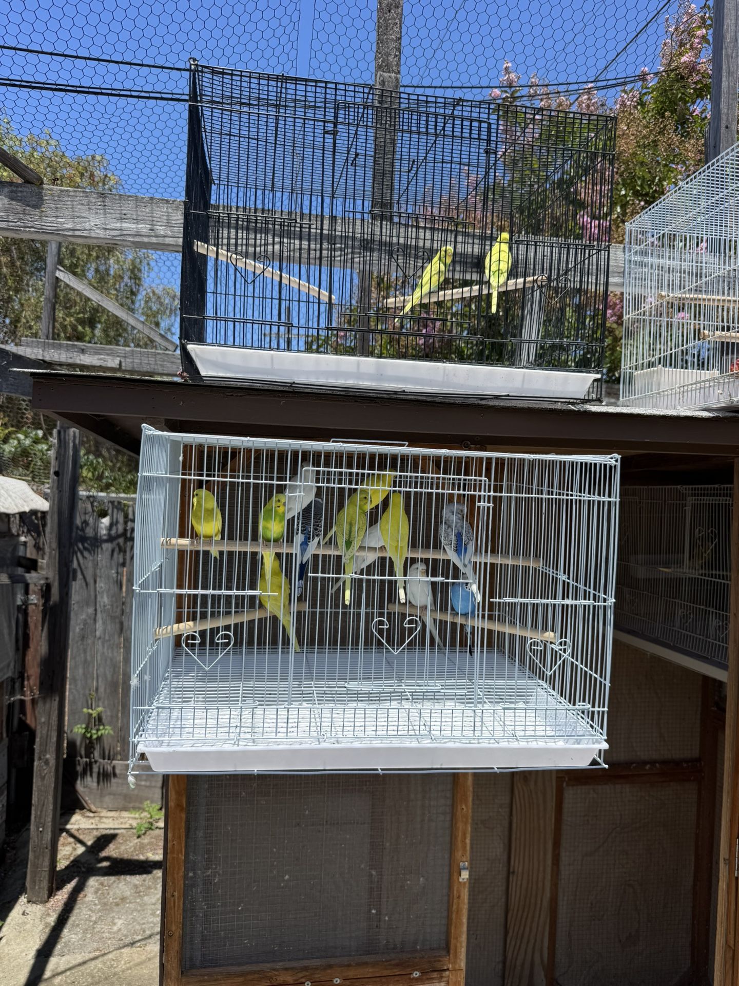 Birds Cages