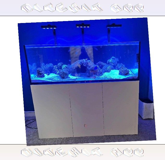 build way Large Aquarium Tank - Roomy & Beautiful