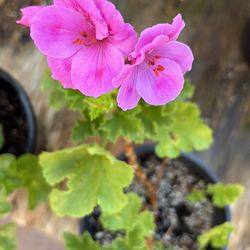 Lila geraniums one gallon pot