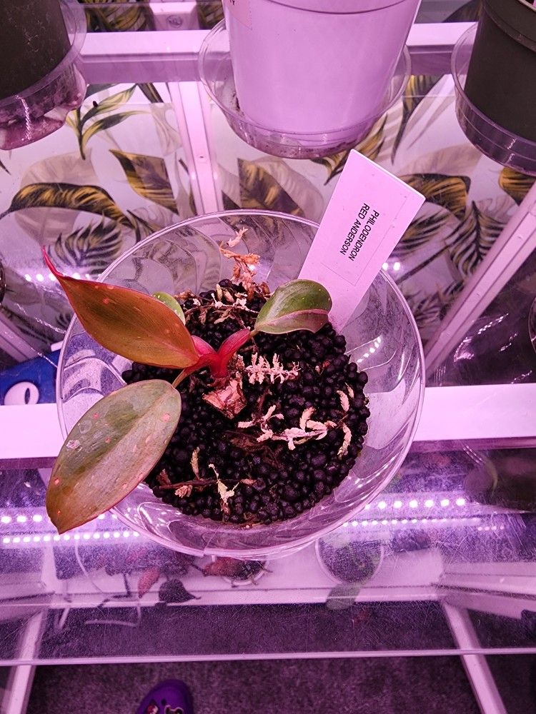 Philodendron Red Anderson