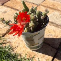 Blooming “Peanut Cactus” Plant 