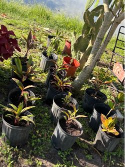 Plants all $5