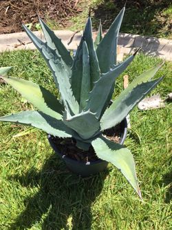 Blue Agave