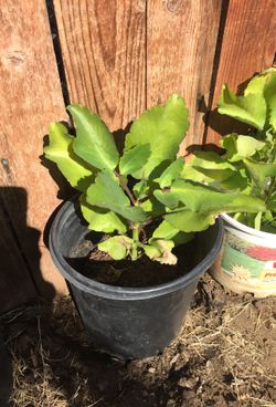 Kalanchoe pinnata