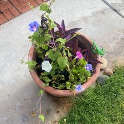 Concrete pot and beautiful flowers