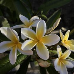 Beautiful Yellow Plumeria