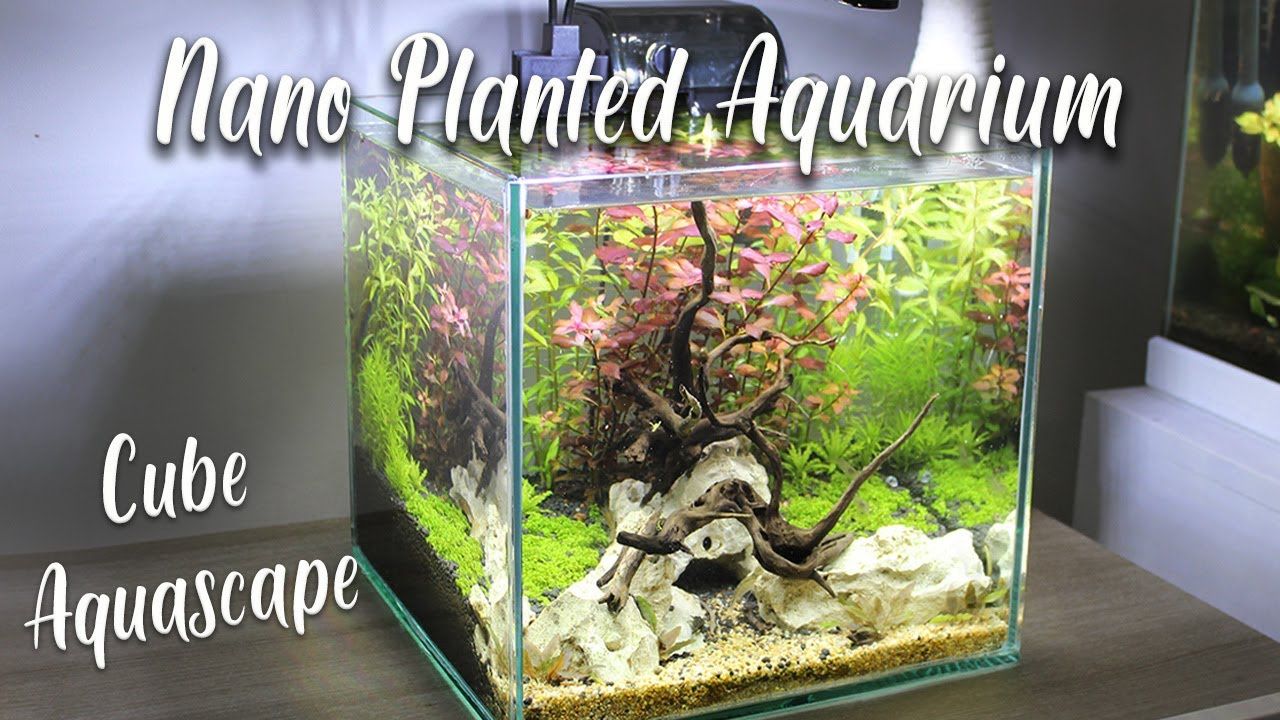 3 Gallon Cube Aquarium