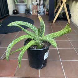 Gasteria Succulent Plant