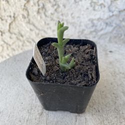 2 Inch Pot Succulent Plant - Ruschia Uncinata -  Doringvygie - Rooted & Established - Drought Resistant 🪴 Baby Wedding Shower Favors Size 