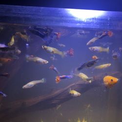 Guppies For Sale