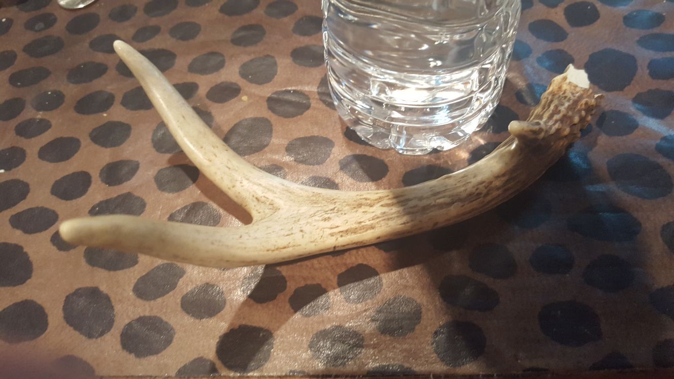 Antler