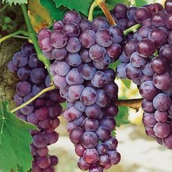 Grape  Vine
