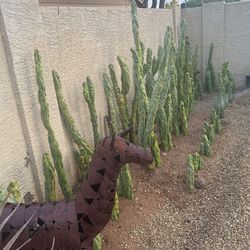 Garden Plants Cactus And More