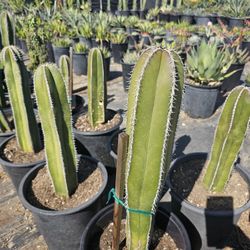 Mexican Post Cactus 