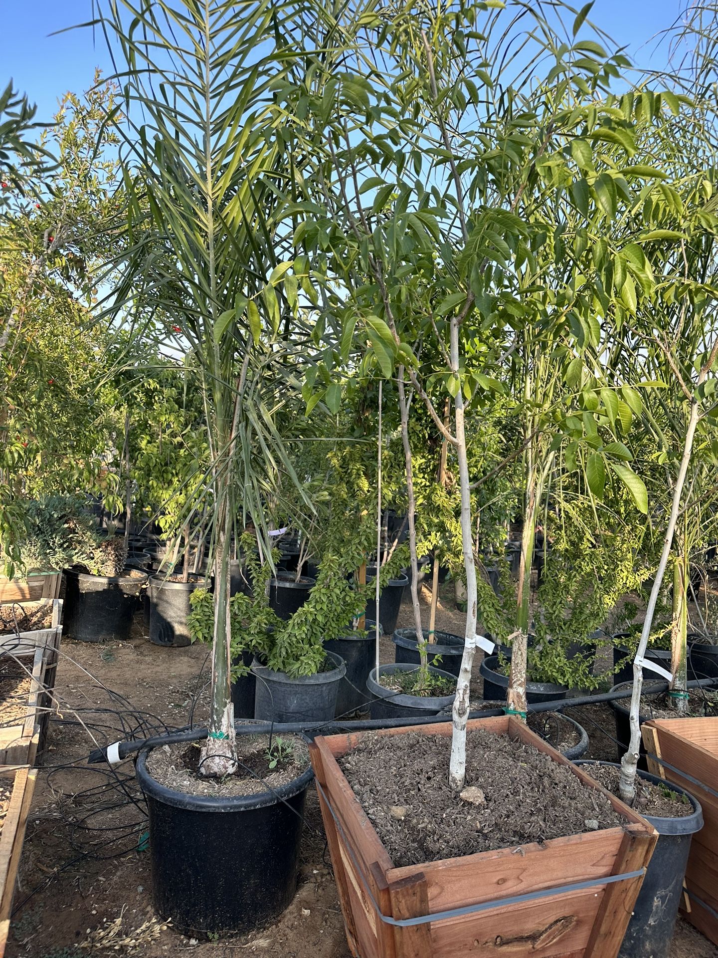 Chandler Walnut Tree 24”Box