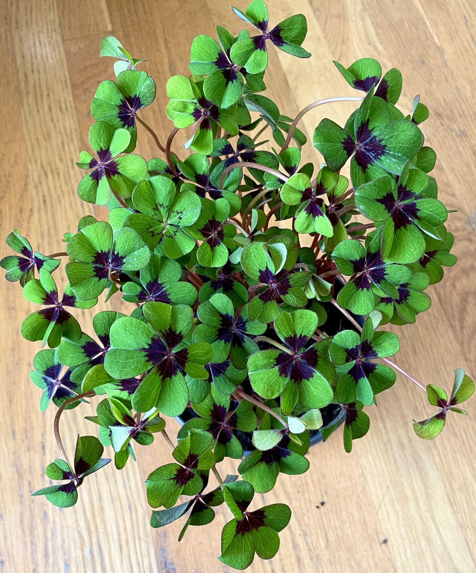 Oxalis Iron Cross / Good Luck 🍀 Plant in 6in. Pot / Free Delivery Available 