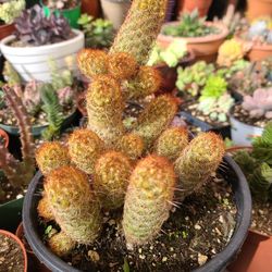 BEAUTIFUL CACTUS PLANTS $12.