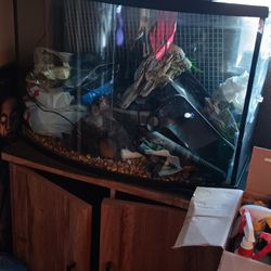 Bowed Fish Tank And Cabinet 