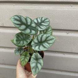 6” Alocasia Silver Dragon 
