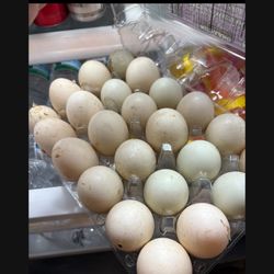 Duck Eggs 