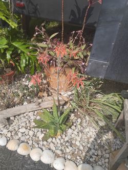 Soap Aloe