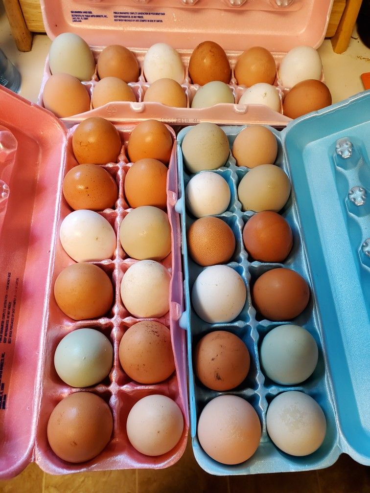 Fresh Eggs