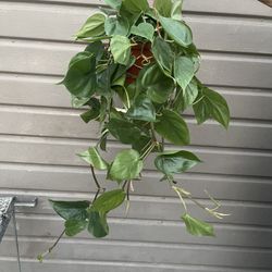 6” heartleaf philodendron