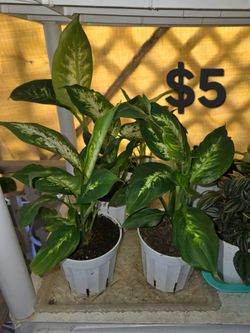 Dieffenbachia