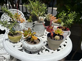 Good condition plants  each $5