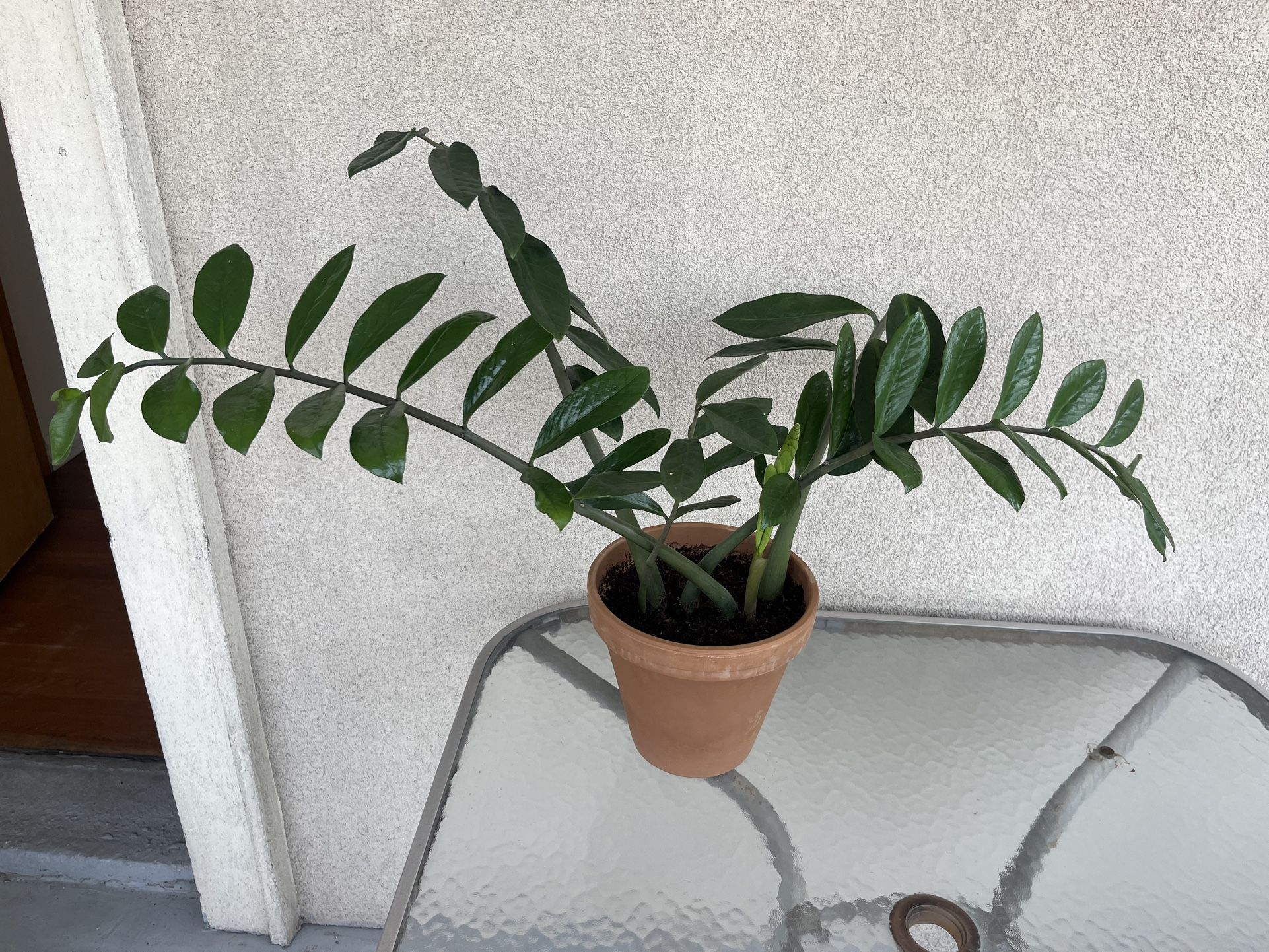 🌿Big ZZ plant - Real Plant - EASY CARE