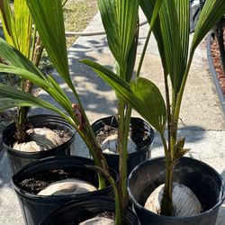 Coconut Tree. Green Coconut Palm