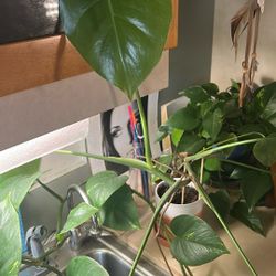 Small Monstera Plant With Pot
