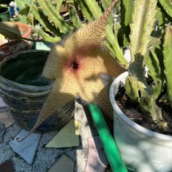 Blooming Stapelia Nobilis Starfish Succulent Plant In Pot