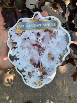 White Crape Myrtle tree