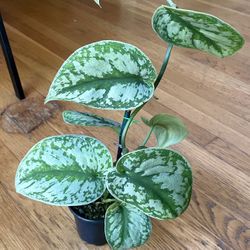 Rare Scindapsus Pictus ‘Exotica’ Plant / Low-Light Friendly / Free Delivery Available 