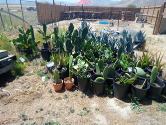 Trees and succulents